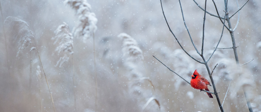 Are you flying away? Snowbird Safety Tips for Homeowners